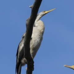 Anhinga novaehollandiae at Belconnen, ACT - 17 Aug 2023 11:23 AM