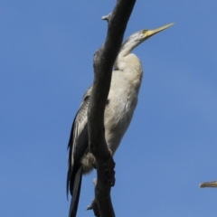 Anhinga novaehollandiae at Belconnen, ACT - 17 Aug 2023 11:23 AM