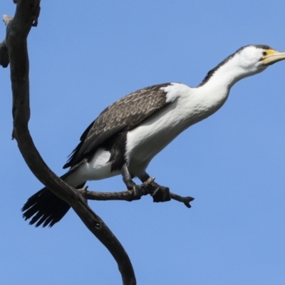 Phalacrocorax varius (Pied Cormorant) at Lake Ginninderra - 17 Aug 2023 by AlisonMilton