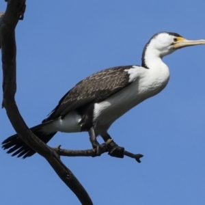 Phalacrocorax varius at Belconnen, ACT - 17 Aug 2023 11:21 AM