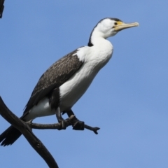 Phalacrocorax varius at Belconnen, ACT - 17 Aug 2023 11:21 AM