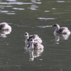 Poliocephalus poliocephalus (Hoary-headed Grebe) at Belconnen, ACT - 17 Aug 2023 by AlisonMilton