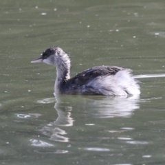 Poliocephalus poliocephalus at Belconnen, ACT - 17 Aug 2023