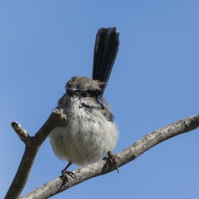 Malurus cyaneus (Superb Fairywren) at Lake Ginninderra - 17 Aug 2023 by AlisonMilton