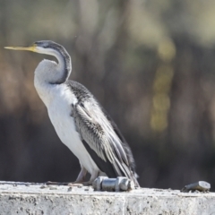 Anhinga novaehollandiae (Australasian Darter) at Lake Ginninderra - 17 Aug 2023 by AlisonMilton