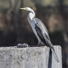 Anhinga novaehollandiae at Belconnen, ACT - 17 Aug 2023 12:09 PM