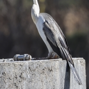 Anhinga novaehollandiae at Belconnen, ACT - 17 Aug 2023 12:09 PM