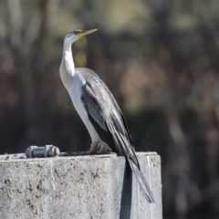 Anhinga novaehollandiae at Belconnen, ACT - 17 Aug 2023 12:09 PM