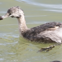 Poliocephalus poliocephalus (Hoary-headed Grebe) at Belconnen, ACT - 17 Aug 2023 by AlisonMilton