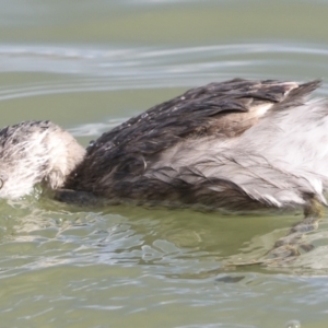 Poliocephalus poliocephalus at Belconnen, ACT - 17 Aug 2023