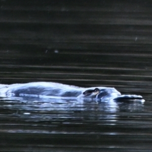 Ornithorhynchus anatinus at Paddys River, ACT - 18 Aug 2023 04:13 PM