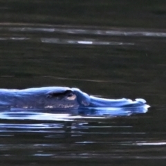 Ornithorhynchus anatinus at Paddys River, ACT - 18 Aug 2023 04:13 PM