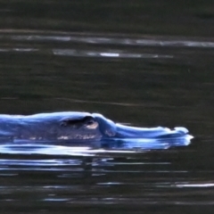 Ornithorhynchus anatinus at Paddys River, ACT - 18 Aug 2023