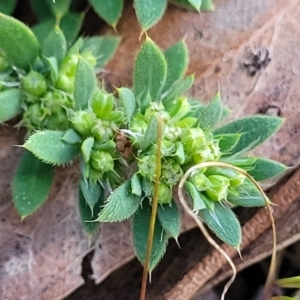 Paronychia brasiliana at O'Connor, ACT - 18 Aug 2023