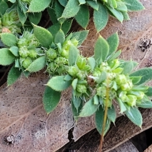 Paronychia brasiliana at O'Connor, ACT - 18 Aug 2023