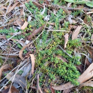 Paronychia brasiliana at O'Connor, ACT - 18 Aug 2023