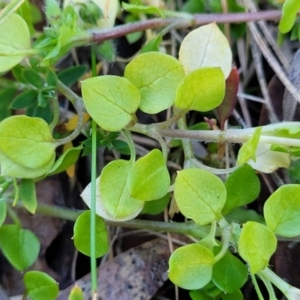 Stellaria media at O'Connor, ACT - 18 Aug 2023