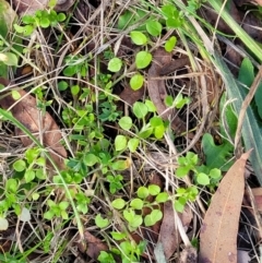 Stellaria media at O'Connor, ACT - 18 Aug 2023