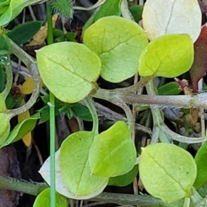 Stellaria media at O'Connor, ACT - 18 Aug 2023