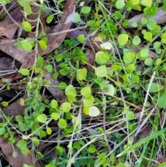 Stellaria media at O'Connor, ACT - 18 Aug 2023 03:26 PM