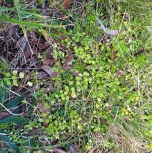 Stellaria media at O'Connor, ACT - 18 Aug 2023