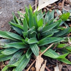 Plantago lanceolata (Ribwort Plantain, Lamb's Tongues) at Banksia Street Wetland Corridor - 18 Aug 2023 by trevorpreston