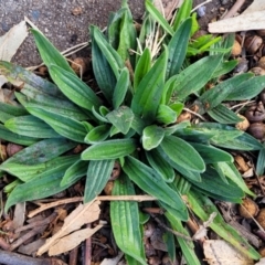 Plantago lanceolata at O'Connor, ACT - 18 Aug 2023 03:25 PM