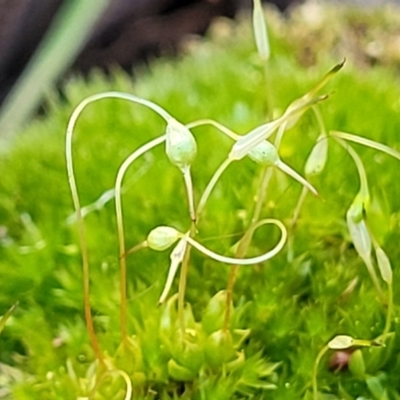 Unidentified Moss, Liverwort or Hornwort at Banksia Street Wetland Corridor - 18 Aug 2023 by trevorpreston