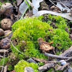 Funaria hygrometrica at O'Connor, ACT - 18 Aug 2023