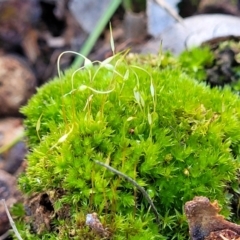 Funaria hygrometrica at O'Connor, ACT - 18 Aug 2023