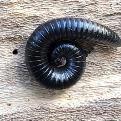 Ommatoiulus moreleti (Portuguese Millipede) at Banksia Street Wetland Corridor - 18 Aug 2023 by trevorpreston