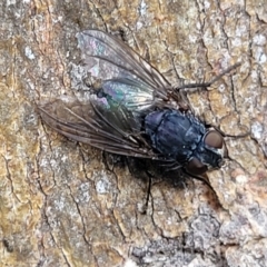 Calliphora sp. (genus) (Unidentified blowfly) at O'Connor, ACT - 18 Aug 2023 by trevorpreston