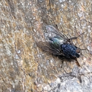 Calliphora sp. (genus) at O'Connor, ACT - 18 Aug 2023 03:20 PM