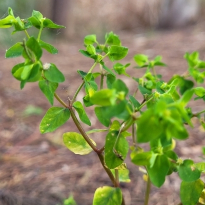 Euphorbia peplus (Petty Spurge) at Banksia Street Wetland Corridor - 18 Aug 2023 by trevorpreston