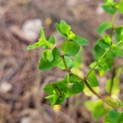 Euphorbia peplus at O'Connor, ACT - 18 Aug 2023