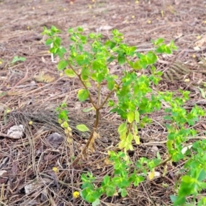 Euphorbia peplus at O'Connor, ACT - 18 Aug 2023