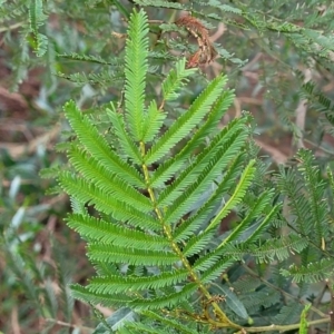 Acacia decurrens at O'Connor, ACT - 18 Aug 2023 03:19 PM