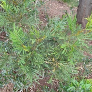 Acacia decurrens at O'Connor, ACT - 18 Aug 2023 03:19 PM