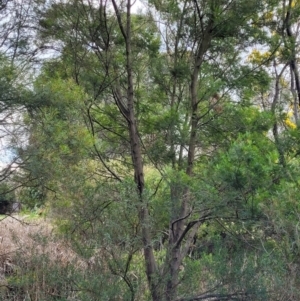 Acacia decurrens at O'Connor, ACT - 18 Aug 2023