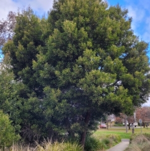 Acacia melanoxylon at O'Connor, ACT - 18 Aug 2023