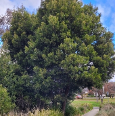 Acacia melanoxylon (Blackwood) at Banksia Street Wetland Corridor - 18 Aug 2023 by trevorpreston