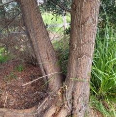 Acacia melanoxylon at O'Connor, ACT - 18 Aug 2023