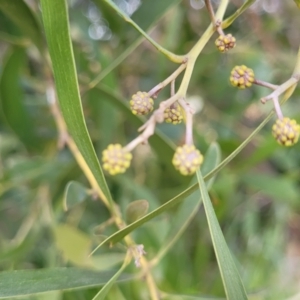 Acacia melanoxylon at O'Connor, ACT - 18 Aug 2023