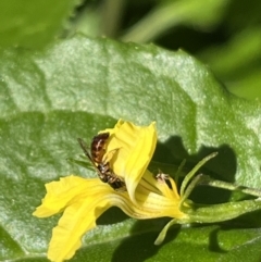 Exoneura sp. (genus) (A reed bee) at Dulwich Hill, NSW - 18 Aug 2023 by JudeWright