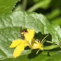 Exoneura sp. (genus) at suppressed - 18 Aug 2023
