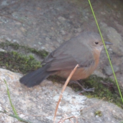 Origma solitaria (Rockwarbler) at Morton National Park - 18 Aug 2023 by IdleWanderer