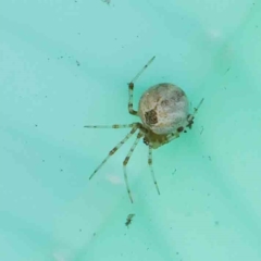 Cryptachaea veruculata (Diamondback comb-footed spider) at Turner, ACT - 10 Apr 2023 by ConBoekel