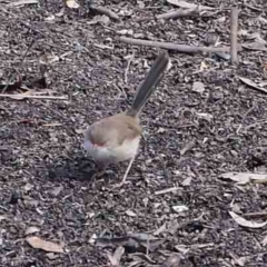 Malurus cyaneus (Superb Fairywren) at Turner, ACT - 10 Apr 2023 by ConBoekel