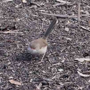 Malurus cyaneus at Turner, ACT - 10 Apr 2023