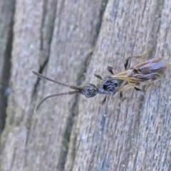 Neurogalesus sp. (genus) (Diapriid wasp) at Sullivans Creek, Turner - 10 Apr 2023 by ConBoekel